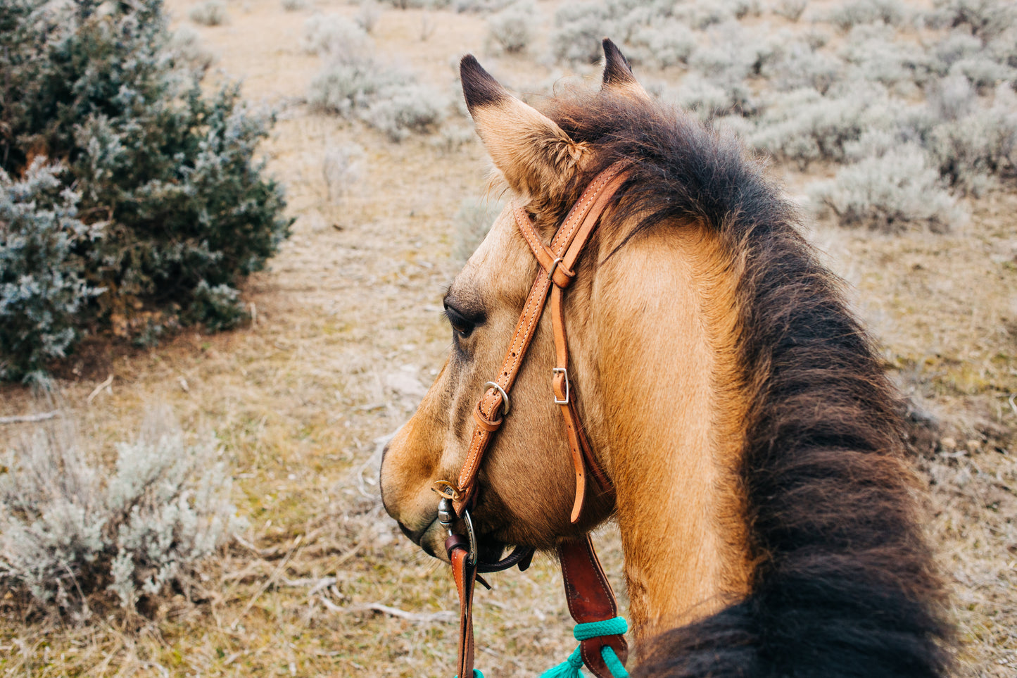 Leather Headstall