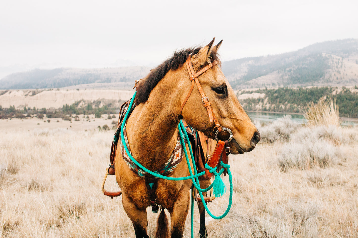 Leather Headstall