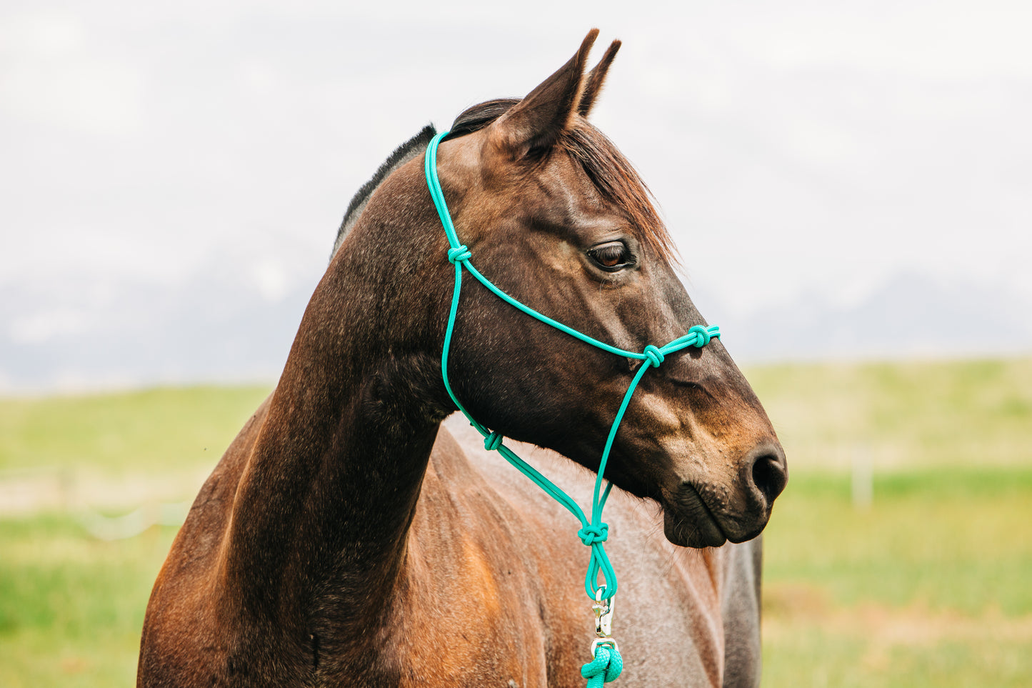 4-Knot Halter