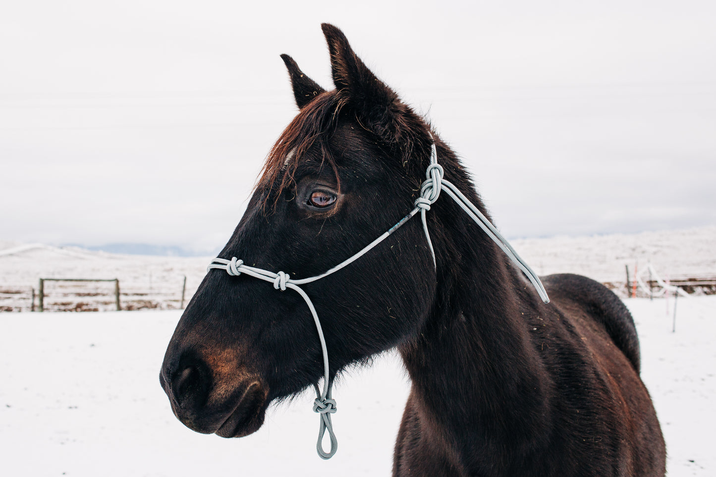 4-Knot Halter