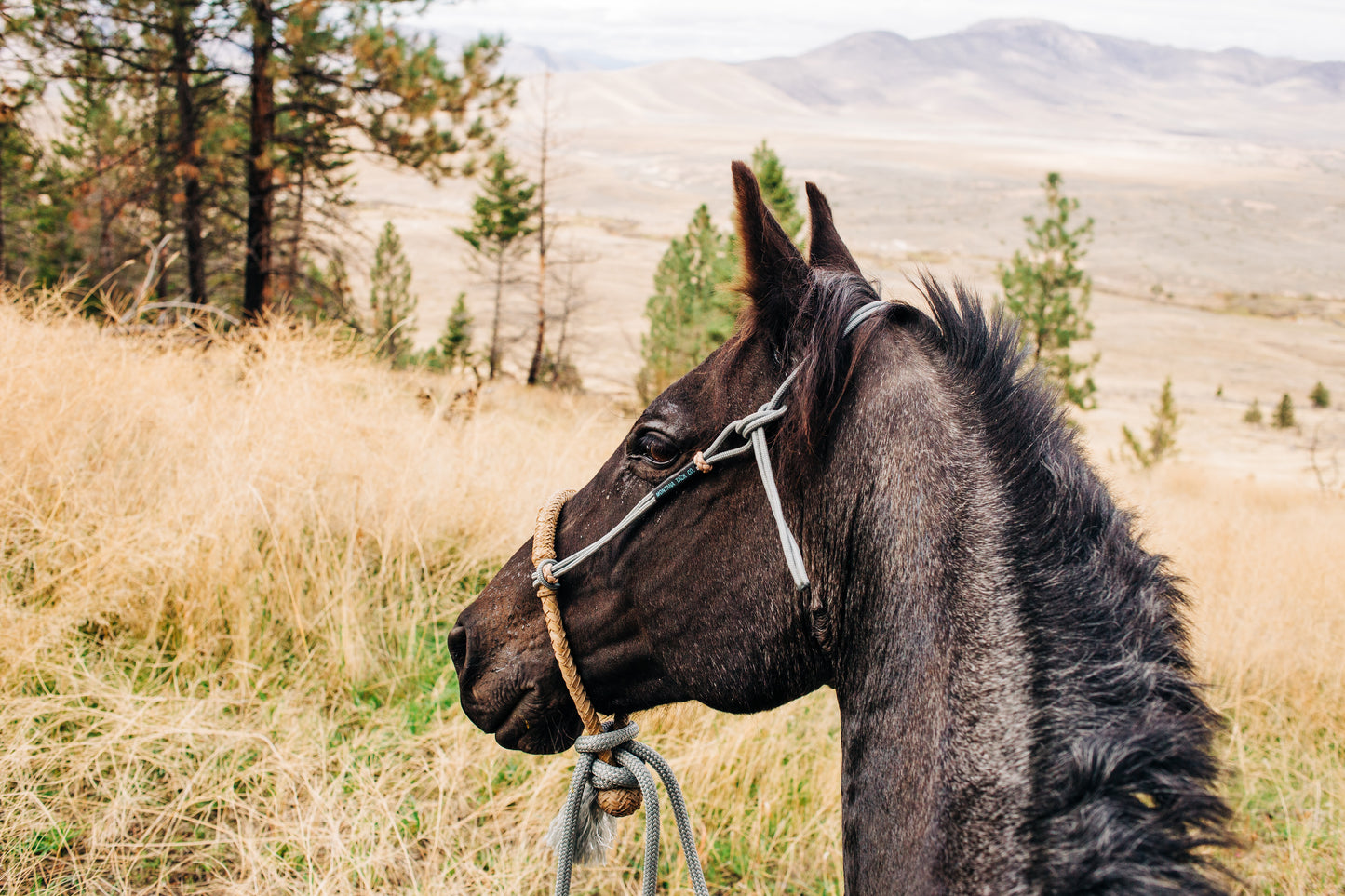 Rope Headstall