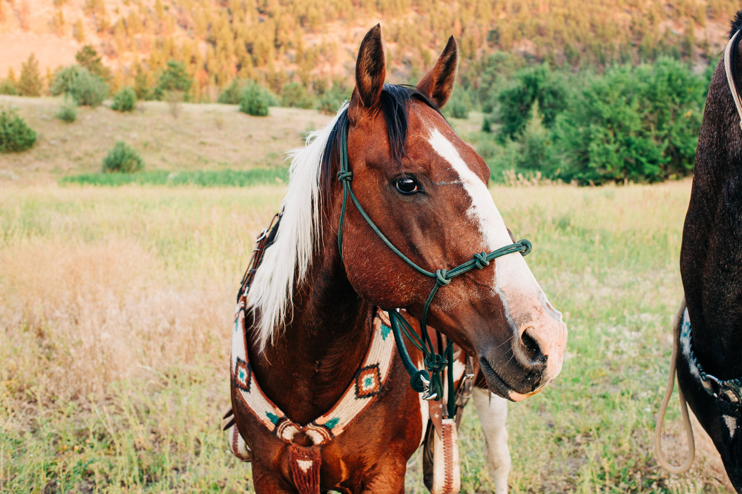 4-Knot Halter